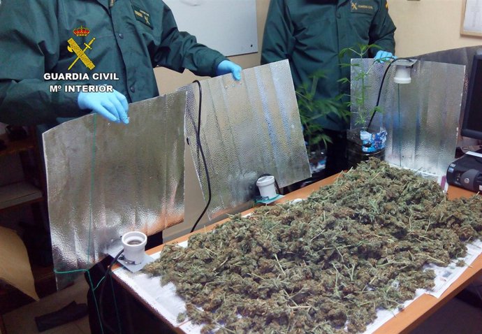 Marihuana intervenida