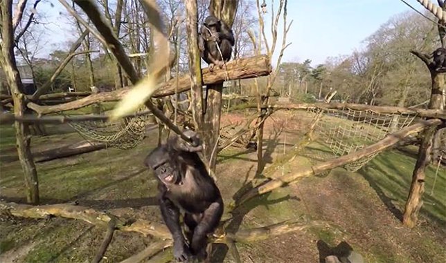 Chimpancé vs Drone