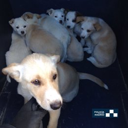 Una imagen de los perros rescatados
