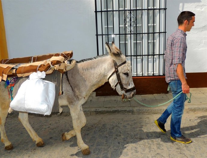 Un joven con un burro por las calles. 