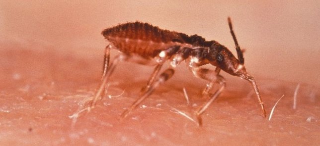 Triatoma infestans (vinchuca), Chagas