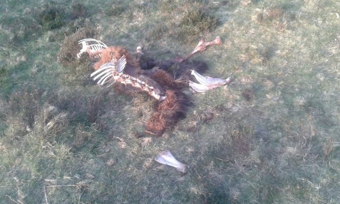 Restos de un animal atacado por lobo