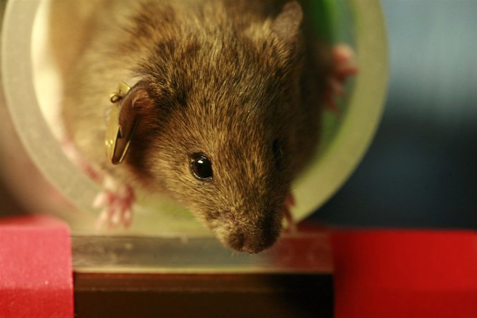 Ratón de laboratorio