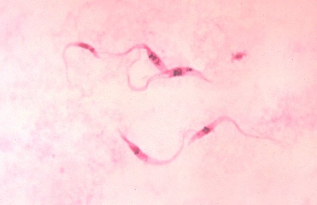 Trypanosoma cruzi crithidia, chagas
