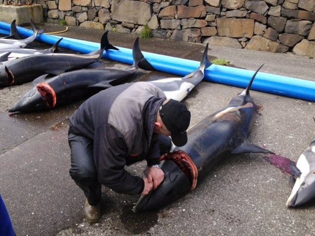 Delfines capturados con atunes
