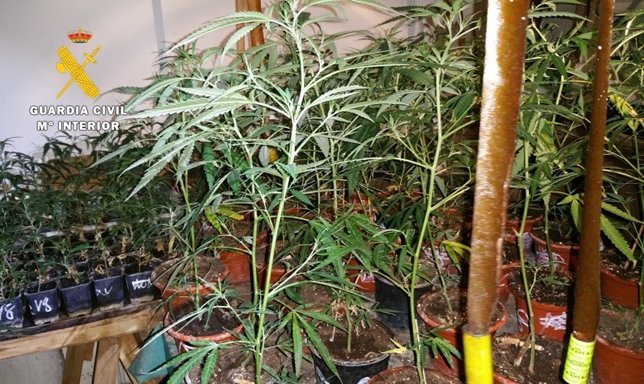 Plantación de marihuana intervenida