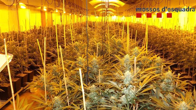Plantación de marihuana en Santa Cristina d'Aro