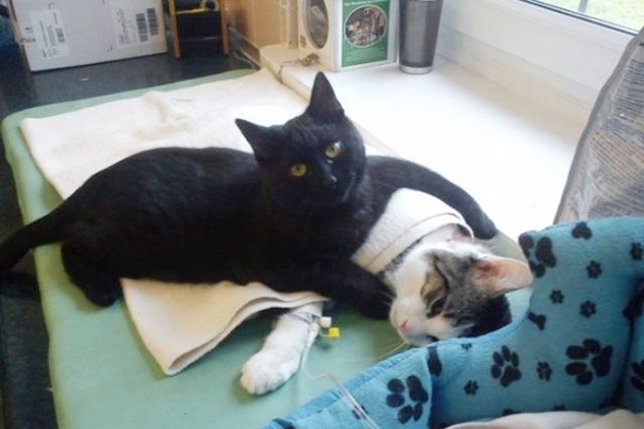 Radamenes, el increíble gato enfermero que cuida de los animales de un refugio