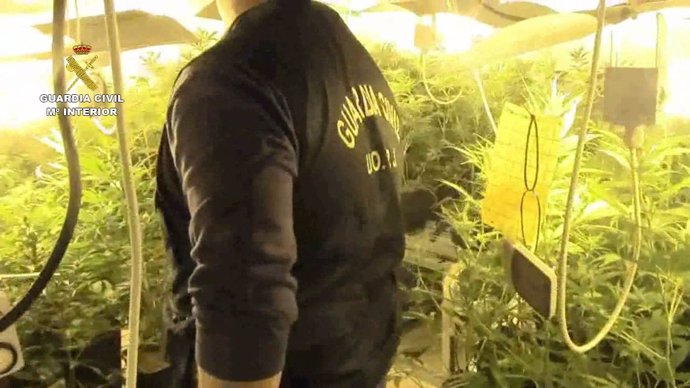Operación contra el cultivo de marihuana a gran escala