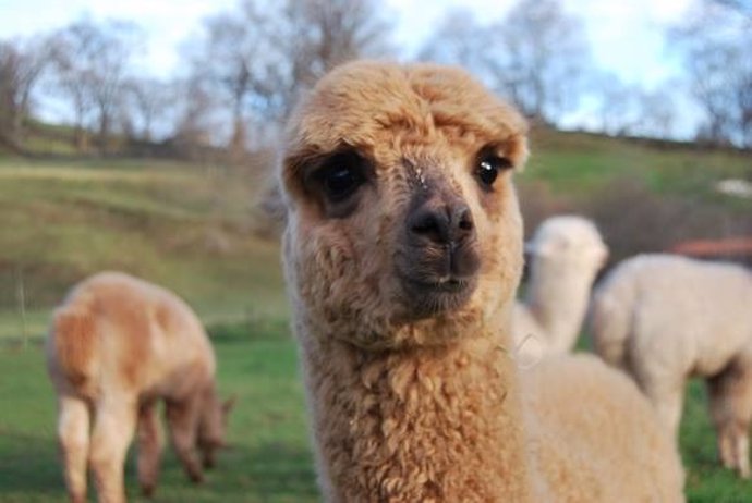 Alpacas de la Tierruca gana el distintivo 'Calidad Rural.Valles Pasiegos'