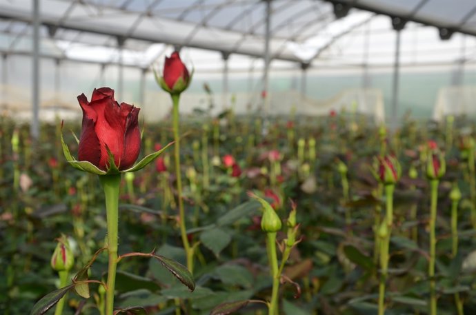 Rosas