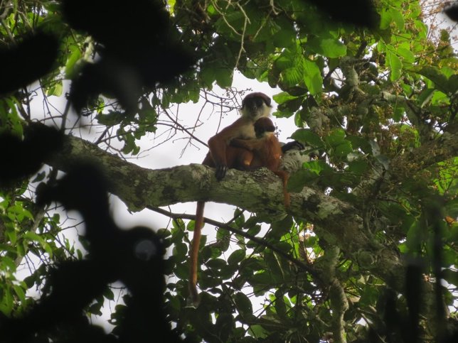 Primera foto del mono colobo rojo de Bouvier