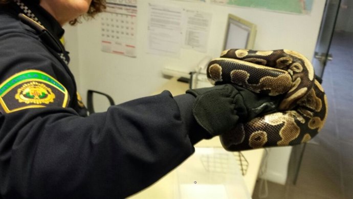 Serpiente hallada en una vivienda de Valencia