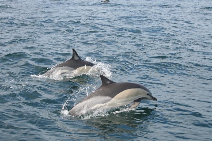 Delfines comunes