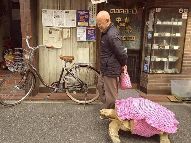 Tortuga africana paseando con un anciano por Tokio