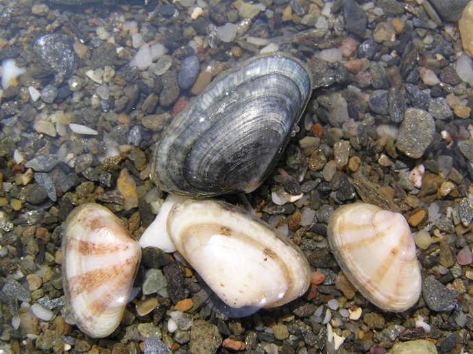 Ejemplar de coquina guarrera