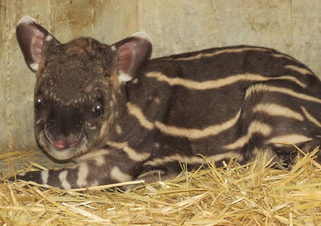 Cria tapir en Zoo Aquarium