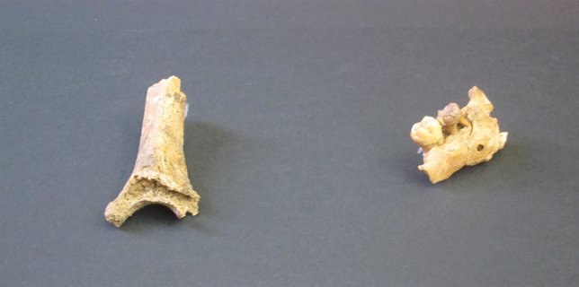 Fragmentos de mandíbula y húmero de un niño neandertal hallados en Sitges