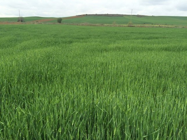 Parcela con cebada en Tierra de Campos