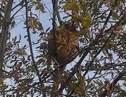 Nido de vespa velutina en un castaño (Archivo)