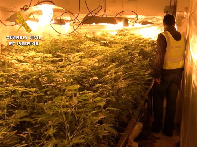 Plantación de marihuana en Padul