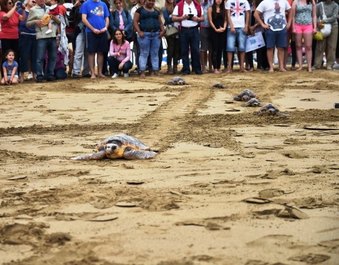 Suelta de tortugas en la Playa de Las Canteras de Las Palmas de Gran Canaria