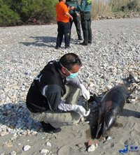 Aparecen muertos un cachalote y dos delfines en playas de Almería