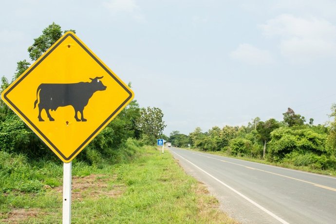 Imagen de carretera, animales, 