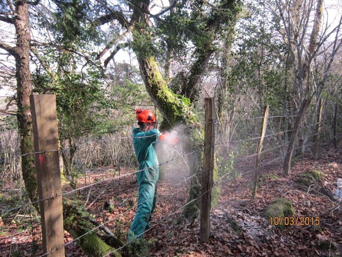 Tejeda en Campoo de Yuso. Tejo. Tejos. 