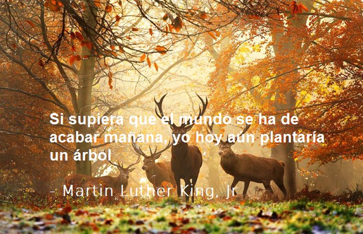 10 frases célebres para inspirar y reflexionar en el Día Mundial de la  Tierra