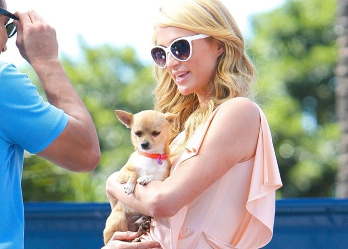 Paris Hilton, rota de dolor por la muerte de su chihuahua Tinkerbell