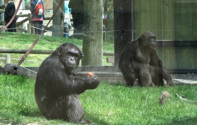 Gorilas en el zoo