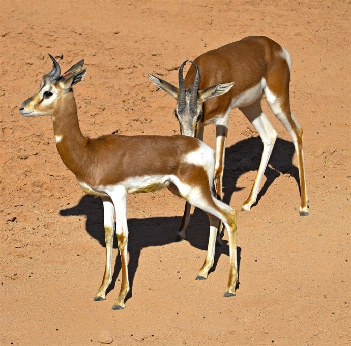 El joven macho de gacela Mhorr en Bioparc