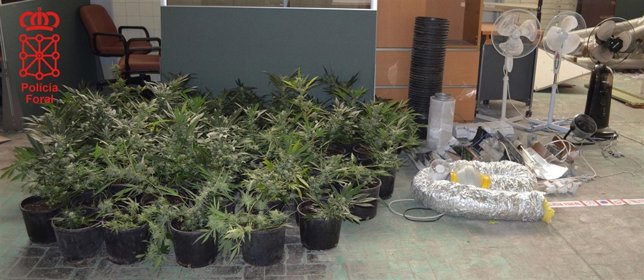 Plantas de marihuana encontradas por la Policía Foral.