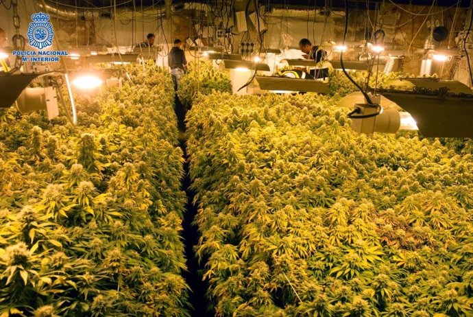 Plantas de marihuana intervenidas por la Policía Nacional
