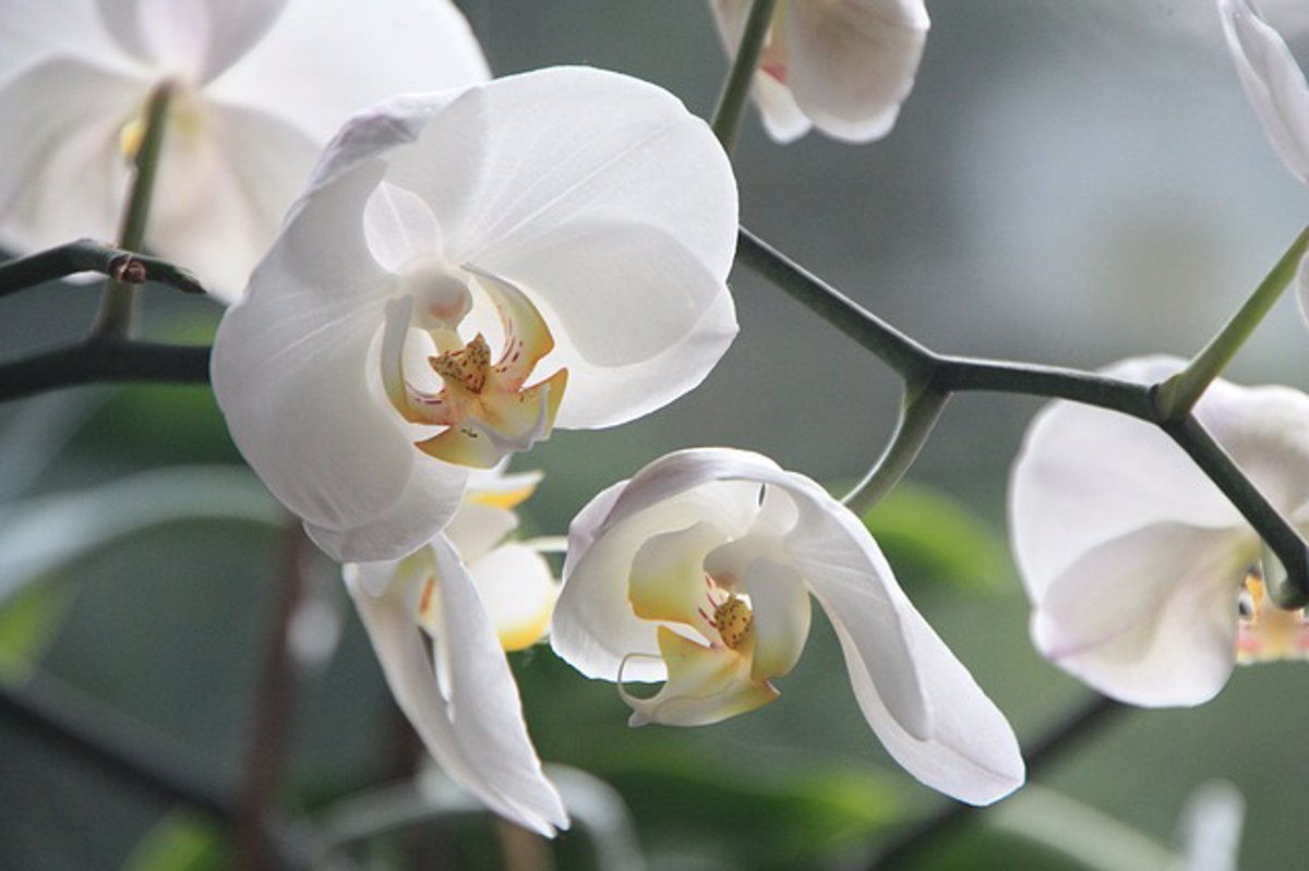 La orquídea, flor de mayo y símbolo nacional de Venezuela