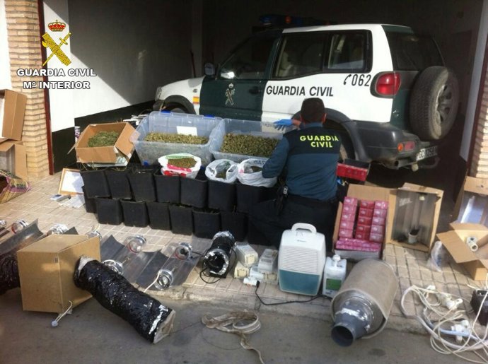 Marihuana intervenida en Santaella (Córdoba)