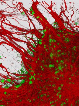 Imagen en 3D de una neurona humana