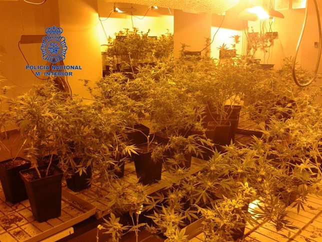 Plantación de marihuana desmantelada