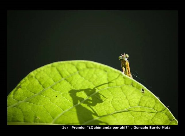 Primer premio del concurso