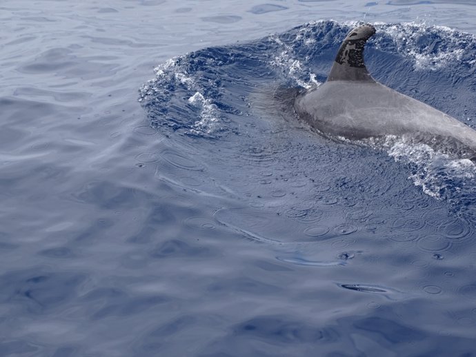 Delfín manchado por el fuel vertido por el Oleg Nadeynov