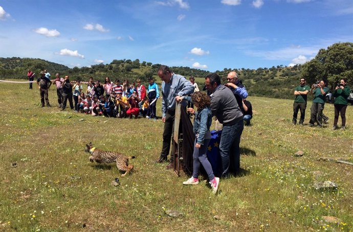 Suelta del lince Laurel en el paraje Dehesa de las Yeguas (valle del Guarrizas).