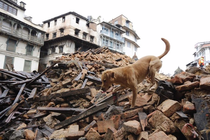 Un perro de rescate busca supervivientes en Nepal tras el terremoto
