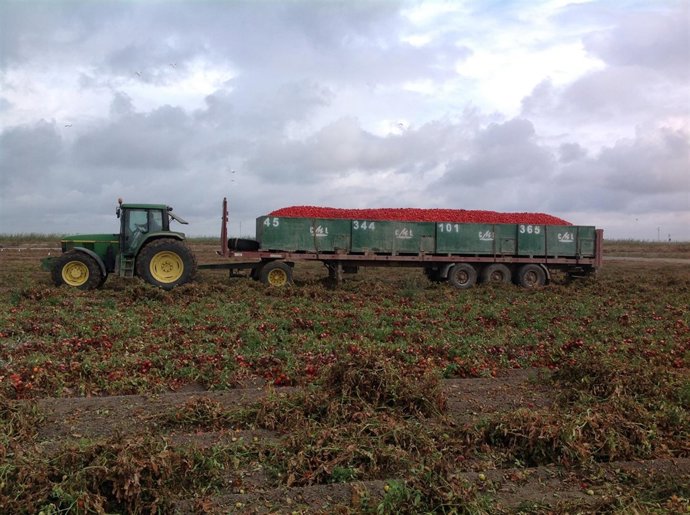 Camión cargado de tomates