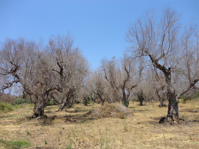La Unió pide medidas urgentes para evitar la bacteria Xylella