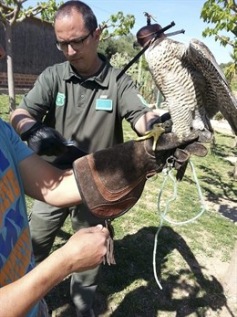 Intervención de halcones pelegrinos en Catalunya