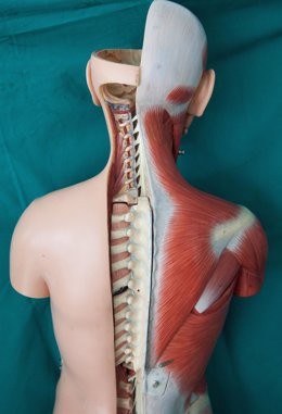 Médula espinal infografía 