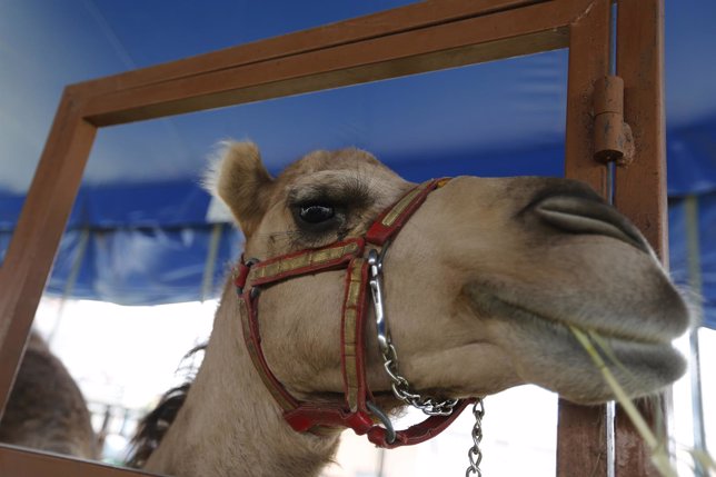 Dromedary is seen in a corral at Fuentes Boys Circus in Mexico City