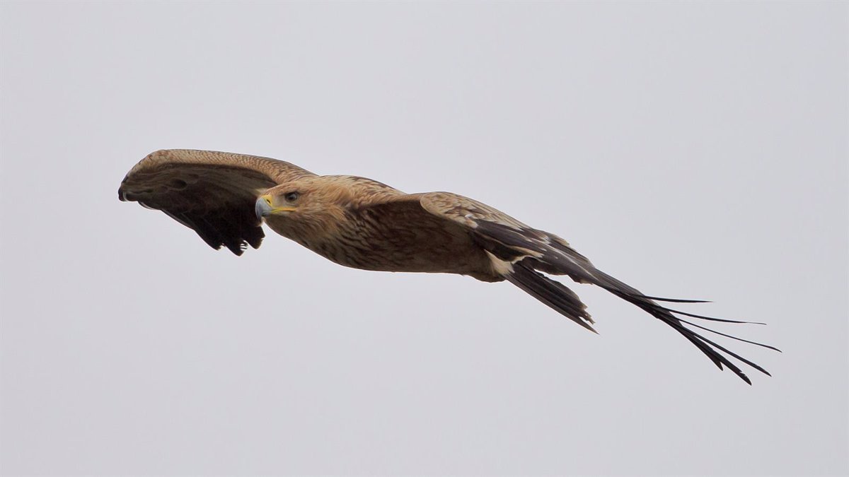 Animales en peligro de extinción: el águila imperial ibérica