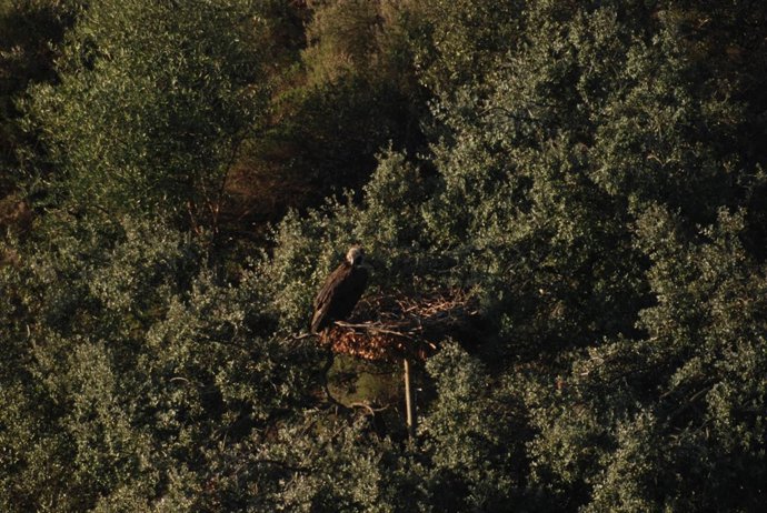 Nido de buitre negro